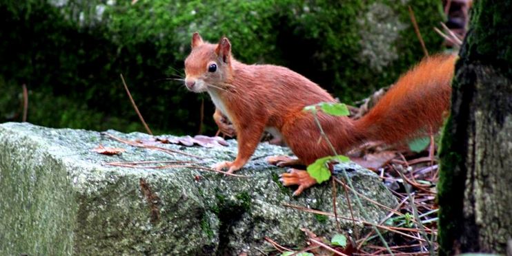 Habitat: Red squirrels brought back from extinction - Portugal - Portuguese  American Journal