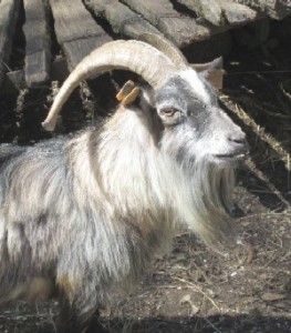 One of the three goats...